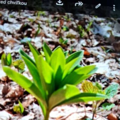 KST Hnúšťa Hradová 28