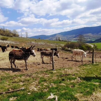 KST Hnúšťa Hradová 29