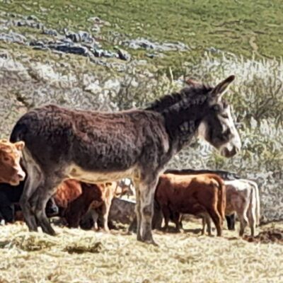 KST Hnúšťa Hradová 47