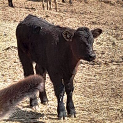 KST Hnúšťa Hradová 48