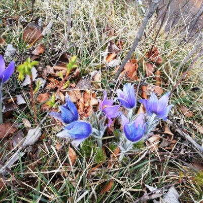 KST Hnúšťa Hradová 52