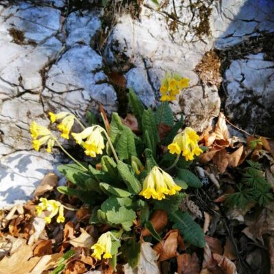 KST Hnúšťa Hradová 53