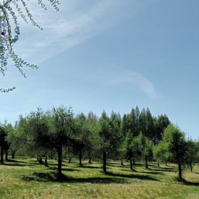 KST Hnúšťa Sinec 06