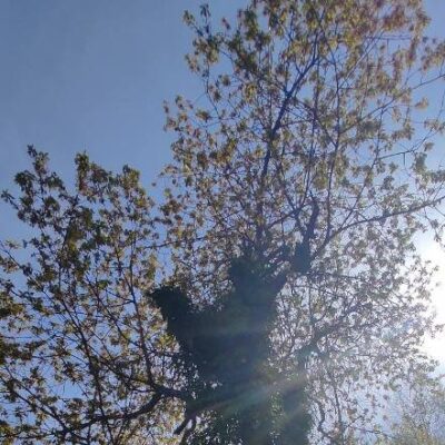 KST Hnúšťa Sinec 50