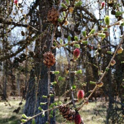 KST Hnúšťa Vrchdobroč 23