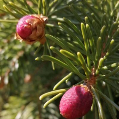 KST Hnúšťa Vrchdobroč 28